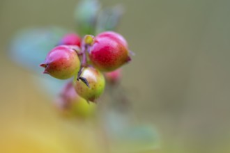 Lingonberry (Vaccinium vitis-idaea), Goldenstedt, Lower Saxony, Germany