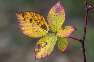 Autumn-coloured leaves of the blackberry (Rubus sect. Rubus), Goldenstedt, Lower Saxony, Germany