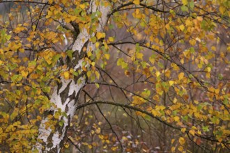 Autumnal birch (Betula) with coloured leaves in the moor, Molberger Dose, Molbergen, Lower Saxony,