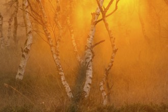 Daybreak in the Molberger Dose, moor, Molbergen, Lower Saxony, Germany