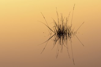 Reflection of moor grass (Molinia caerulea) in the water at sunrise in the moor, Molbergen, Lower