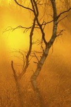 Birches (Betula) in the fog at dawn in the Molberger Dose, moor, raised bog, Molbergen, Lower
