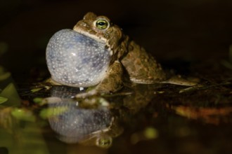 A natterjack toad (Bufo calamita) calls during courtship and reflects itself with its sound bubble