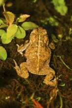 A natterjack toad (Bufo calamita) running in top view with its characteristic dorsal pattern,