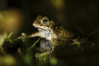 Natterjack toad (Bufo calamita) reflected in its spawning waters, Dümmer nature park Park, Lower