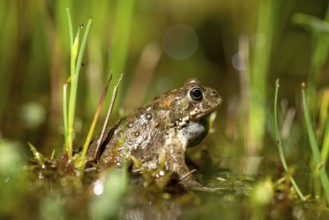 A natterjack toad (Bufo calamita) sits between marsh plants in its spawning water during courtship,