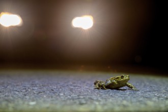Common toad (Bufo Bufo) walking across an asphalt road during toad migration at night in the