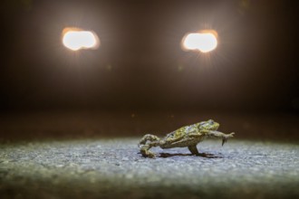 Common toad (Bufo Bufo) walking at night in the headlights during toad migration, Dümmerniederung,