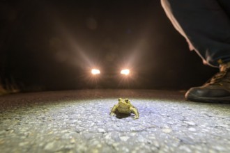 Common toad (Bufo Bufo) and shoes of a toad helper on a road at night, illuminated by car