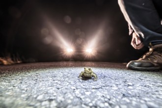 Common toad (Bufo Bufo) and man on a road at night, illuminated by car headlights, asphalt in the
