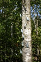 Several insect sculptures crawl up the trunk of a tree under a clear sky at the birthplace of