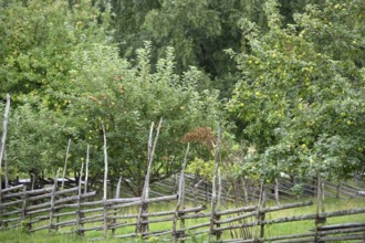 Green fruit trees full of fruit, protected by a rustic wooden fence in the cottage garden of the