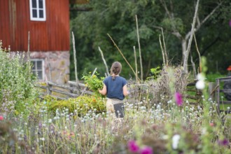 Woman in the cottage garden of a red country house surrounded by lush plants in a summery
