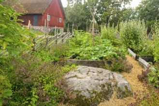 Lush garden with vegetable beds and plants, next to a red wooden house in the cottage garden of the
