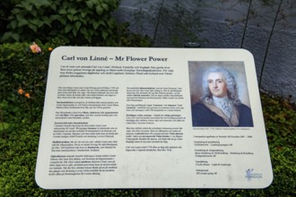 Information board about Carl von Linné with historical portrait and texts, information sign about