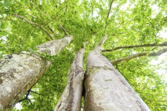 View upwards into the treetops of several large beech trees (Fagus sylvatica) in the greenery,