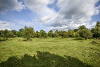 Wide green meadow with scattered trees under a cloudy sky, hude landscape Hude landscape at the