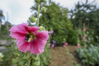 Large pink Common hollyhock (Alcea rosea) with a bumblebee surrounded by green leaves and water