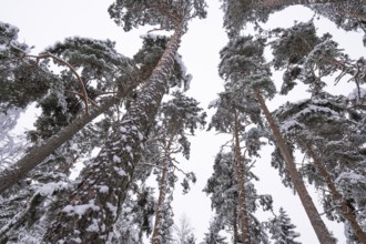 Snowy, towering, snow-laden pine trees in a forest near Jönköping, Sweden