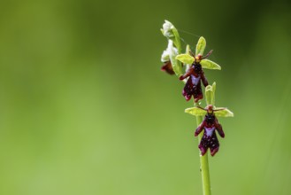 Close-up of a fly orchid (Ophrys insectifera) with insect-like appearance in vivid green,