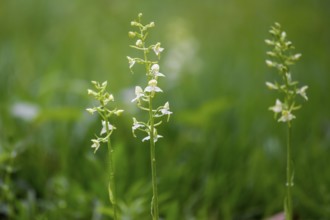 Delicate white green forest hyacinths (Platanthera chloranta) grow out of a lush green grass and