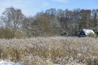 Snowy house with reeds and wintry forest in the background, snowy landscape with Lembruch hut,