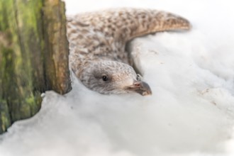 Young gull Herring Gull (Larus argentatus) frozen in the ice of Lake Dümmer in winter and radiating