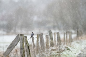 A Merlin (Falco columbarius) sitting on a snow-covered fence in a cold winter landscape, Dümmer