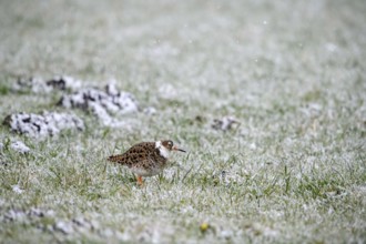 A ruff (Calidris pugnax) stands on snow-covered ground in a quiet winter landscape, Dümmer nature