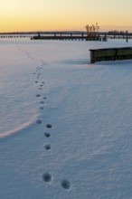 Paw tracks lead across a blanket of snow on frozen Dümmer Lake at sunset, tracks in snow lead to a