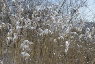 Snow-covered reeds in winter, radiate peace and cold, snow-covered reeds in a wintry landscape,