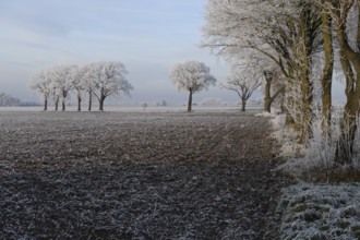 Frosty winter landscape with trees lining the horizon, Dümmer nature park Park, Lower Saxony,