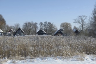 Several weekend houses holiday homes in a snowy village on Dümmer See with reeds in the foreground,