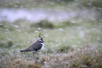 A lapwing (Vanellus vanellus) stands on snow-covered ground in a quiet winter landscape, Dümmer