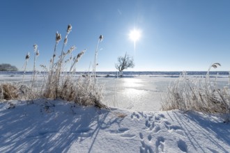 Wintery landscape with snow-covered reeds in front of the frozen Hunte River, in sunlight, Dümmer