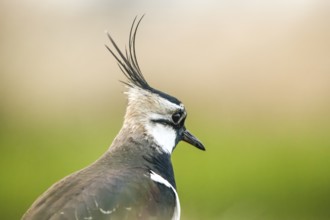 Close-up of a lapwing (Vanellus vanellus) with distinctive feather crest and soft colours, Dümmer