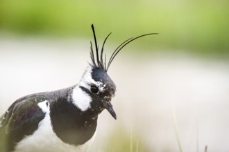 Close-up of a lapwing (Vanellus vanellus), its feathers are visible in detail, Dümmer nature park