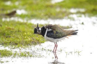 A lapwing (Vanellus vanellus) stands on a damp meadow and shakes water off its feathers, Dümmer