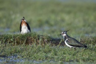Two lapwings (Vanellus vanellus) during courtship on a green meadow, one in the foreground and one