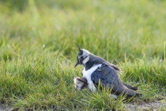 A lapwing (Vanellus vanellus) protects its chick in downy plumage in the tall grass of a wet