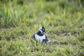 Lapwing (Vanellus vanellus) protects chick down young in the grass, care in nature, Dümmer nature