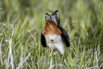 Female lapwing (Vanellus vanellus) showing its readiness to mate during mating, back feathers