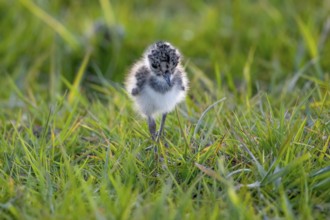 A lapwing chick (Vanellus vanellus) in down plumage in the tall grass runs curiously through a wet
