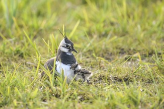 A lapwing (Vanellus vanellus) with its chick in down plumage in the tall grass of a wet meadow,