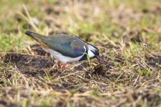 A lapwing (Vanellus vanellus) searches curiously for food in the grass, the colours are striking,