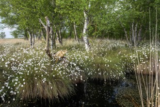 Birch trees and blooming cotton grass surround a small pond in a peaceful moor landscape, with