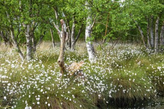 Moorland landscape with white fruiting cotton grass and thick birches in the background,
