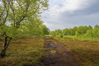 A narrow, wet path leads through a green high-moor landscape with fresh birches with cloudy skies,