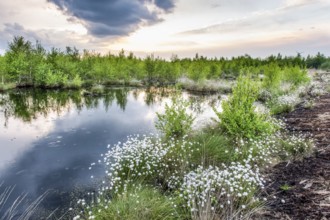 Moor landscape with white fruiting cotton grass and a small moor lake bog eye in a restored peeling