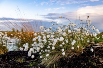 Moorland landscape with white fruiting cotton grass, image radiates vastness and openness, Restored